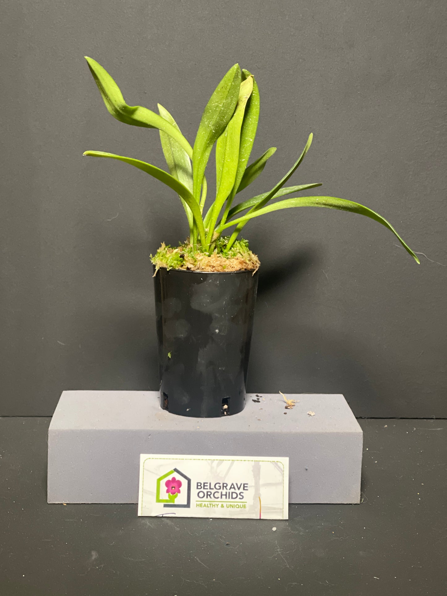 Porrovallia Monica plant showing compact upright foliage in cultivation