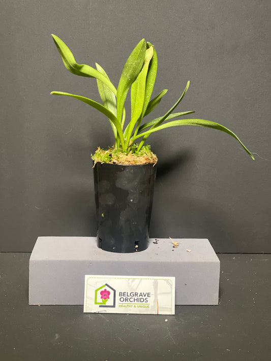 Porrovallia Monica plant showing compact upright foliage in cultivation
