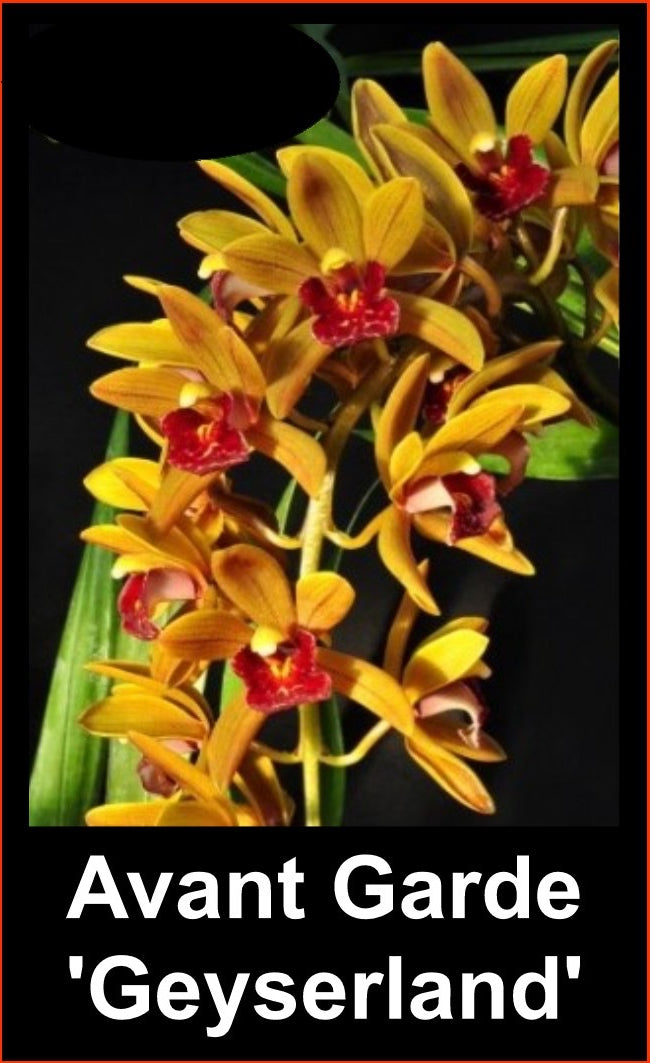 Cymbidium Avant Garde 'Geyserland'