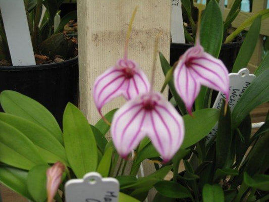 Masdevallia Charisma 'Phil' second flower view