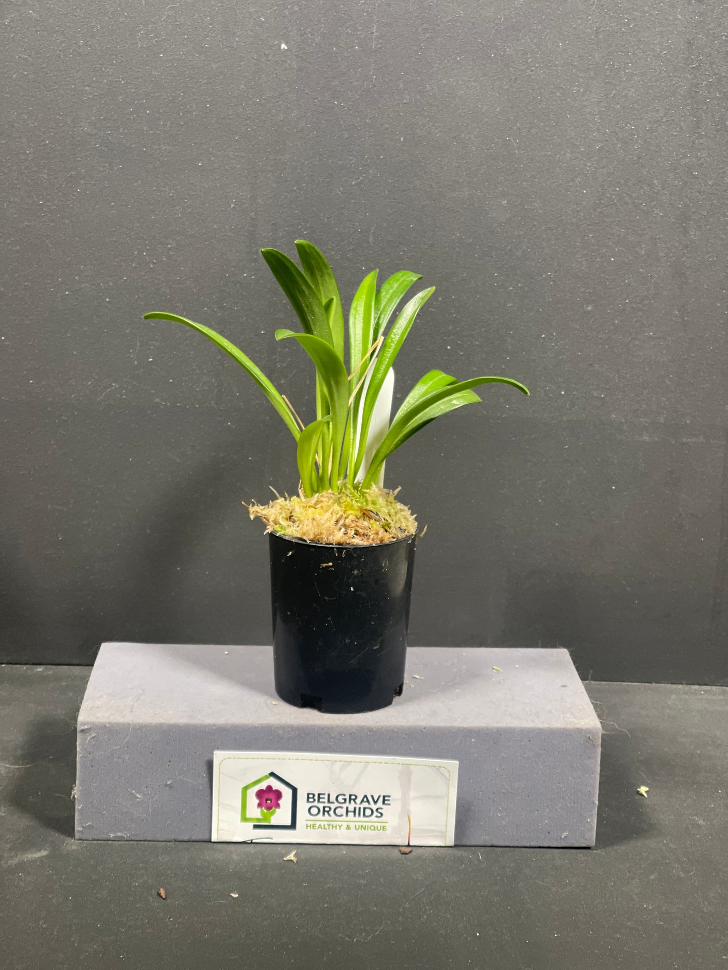 Masdevallia veitchiana 'Sol' x Tuakau Candy