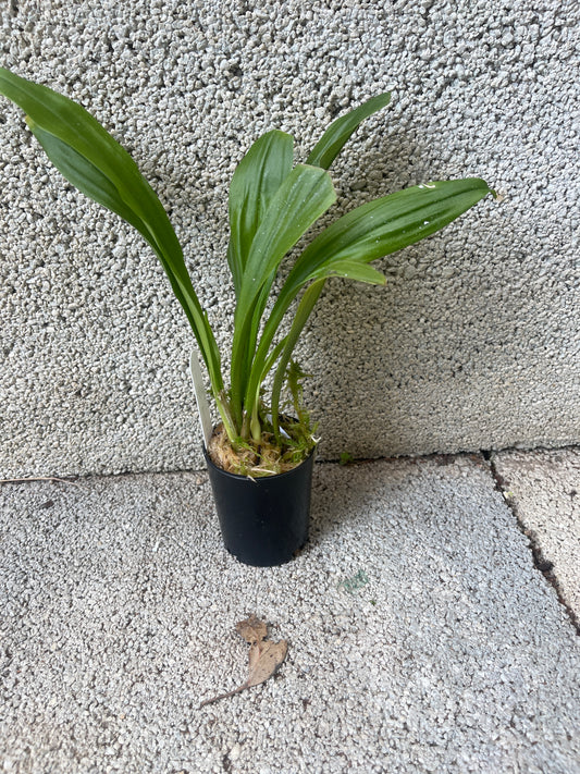Dracula gorgonella 'Fini' plant showing compact upright pleated foliage in cultivation