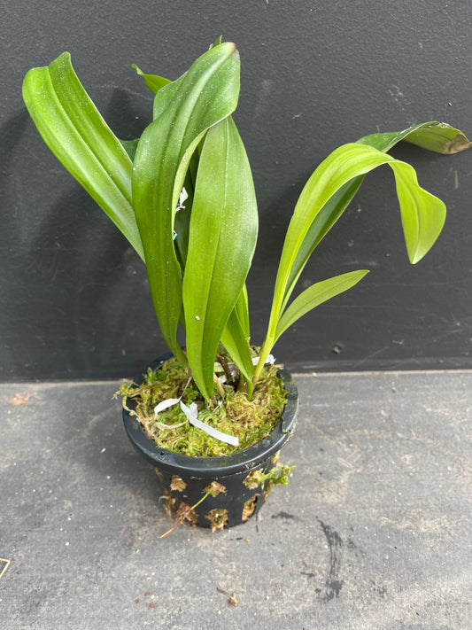 Dracula Spectre – Australian Grown