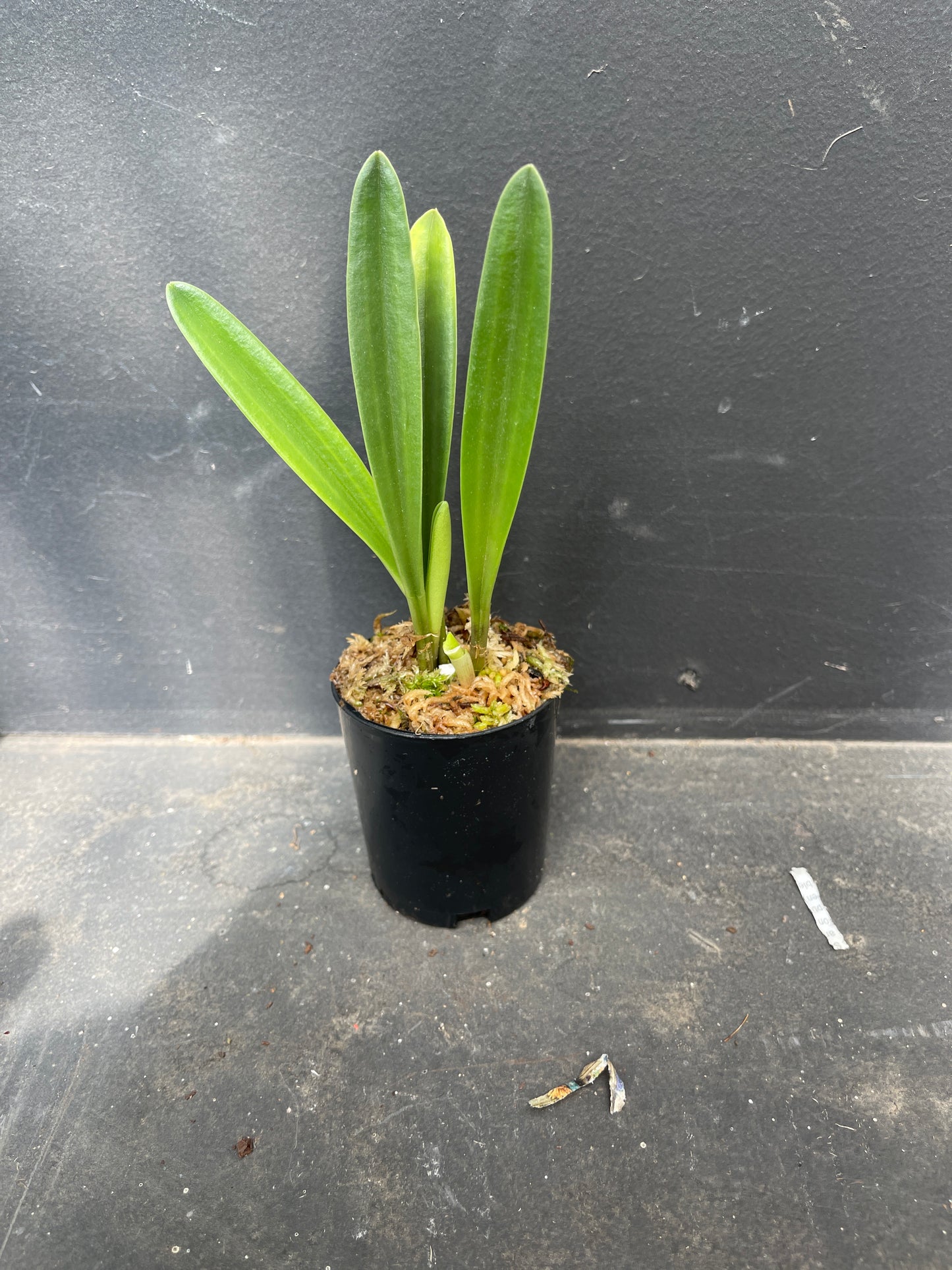 Masdevallia civilis ‘Phillip’