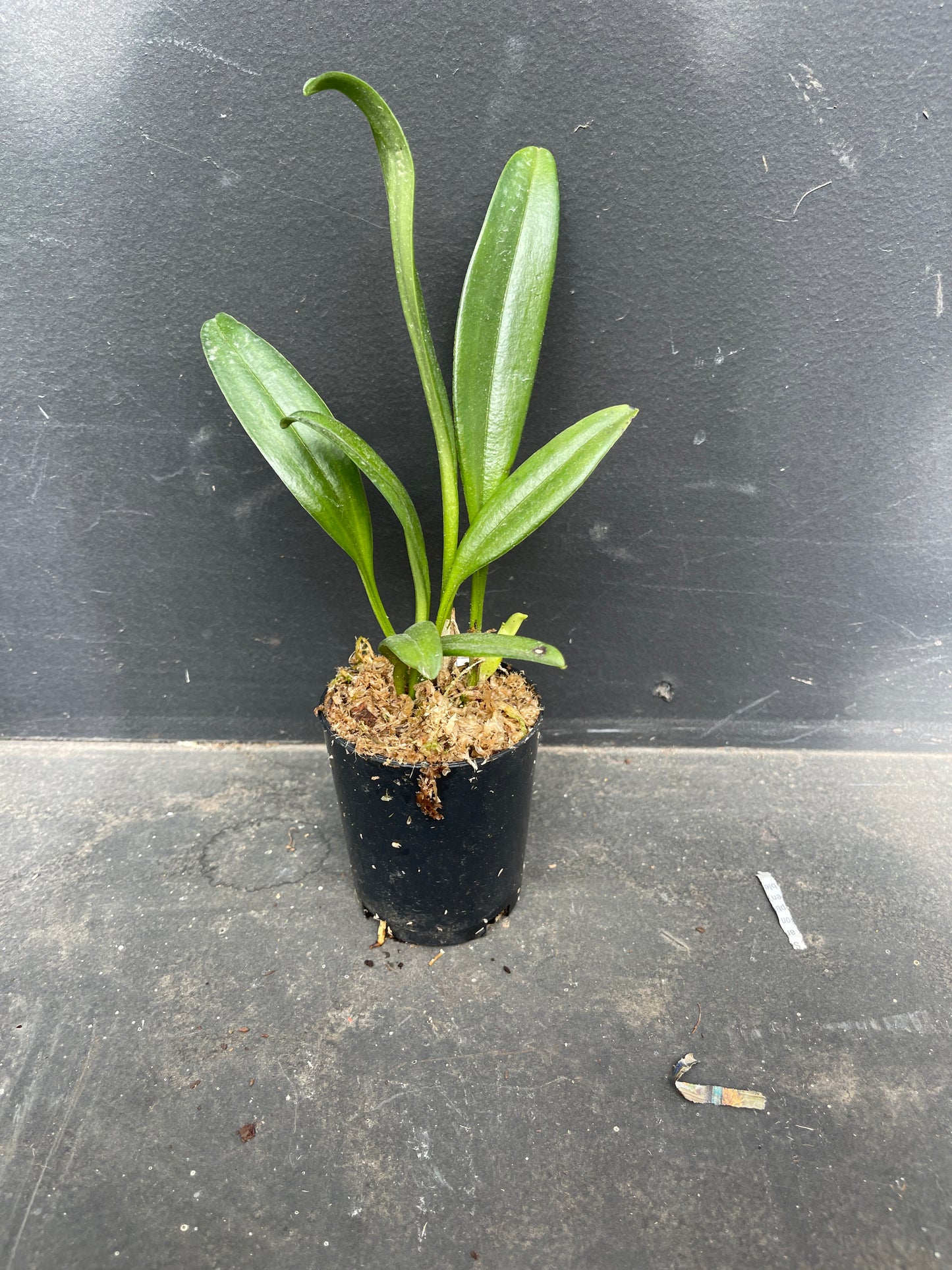 Masdevallia Rein Wine x Gertrude Puttock