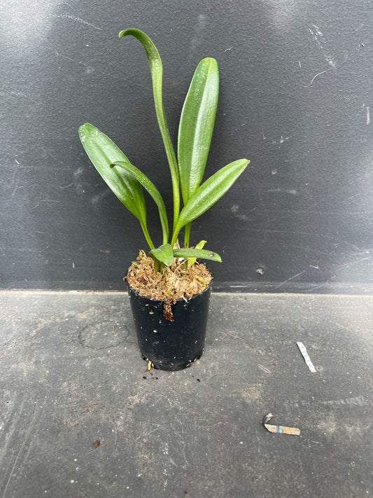 Masdevallia Rein Wine x M. Gertrude Puttock orchid plant