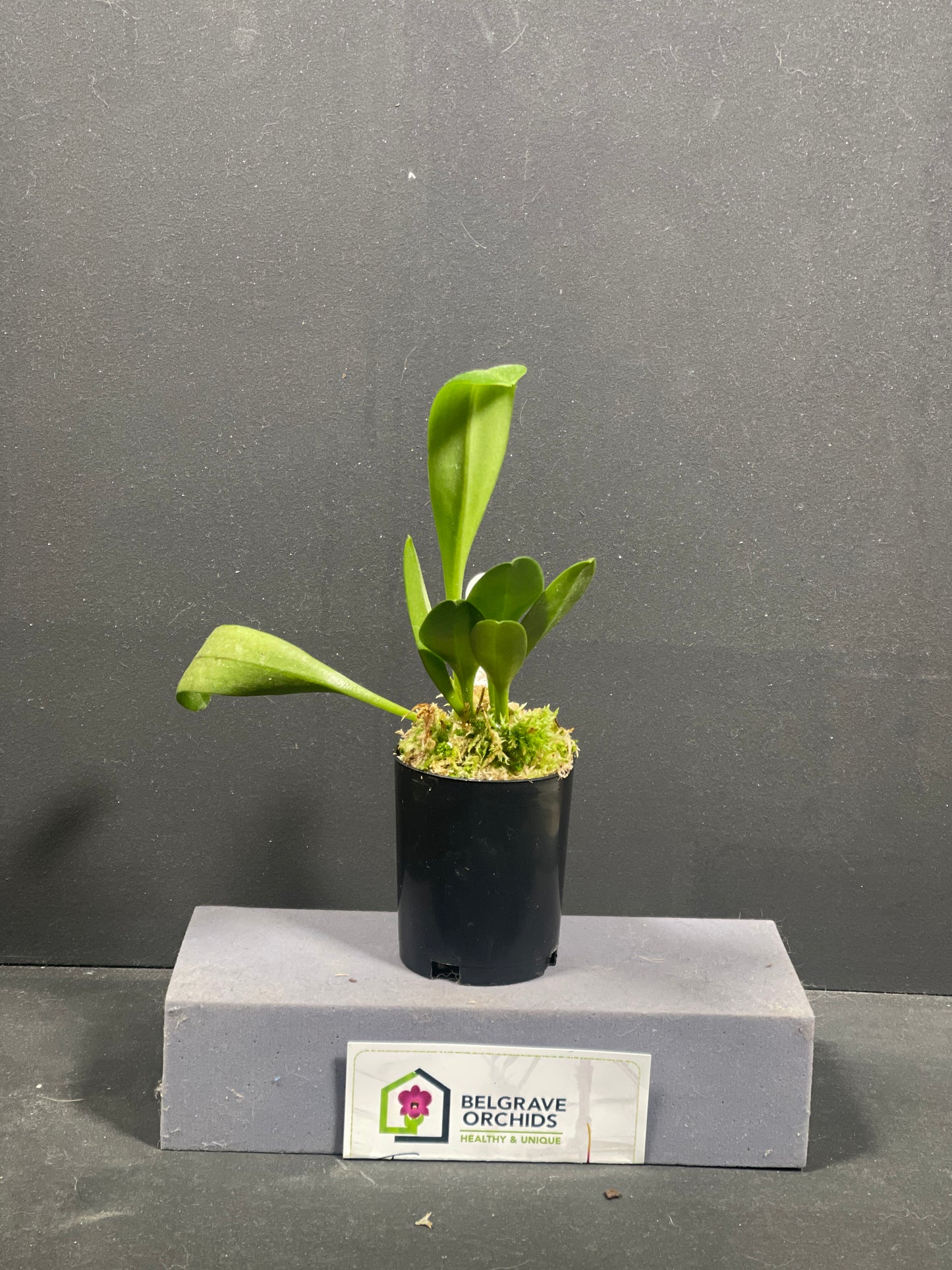 Masdevallia Angel Heart 'Cupids Bow'