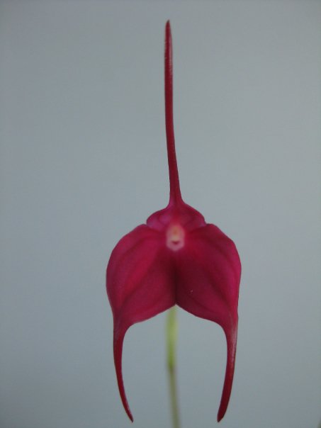 Masdevallia barlaeana 'Harold' HCC/AOS