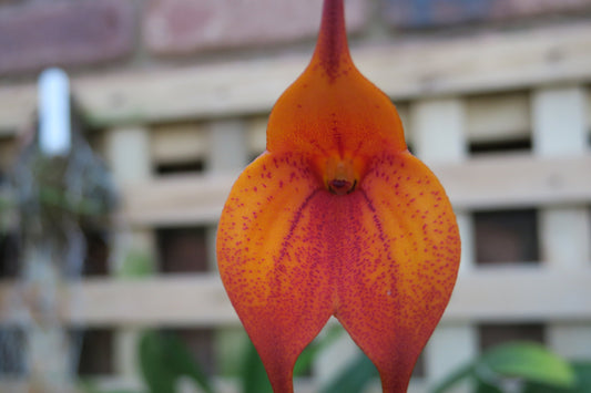 Masdevallia Bay of Fire 'Whoop Whoop'