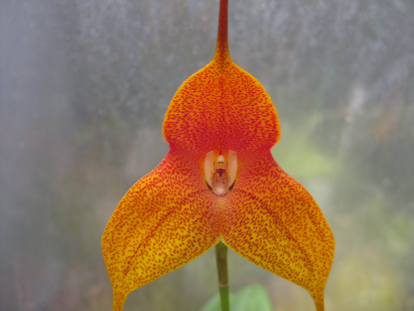 Masdevallia Bill Bergstrom 'Gold Dust' flower close-up showing golden-yellow colouration with fine spotting