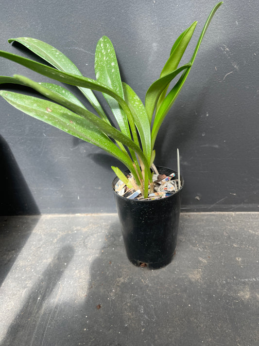 Masdevallia King of Kings ‘Royale Monarch’ HCC/AOC orchid plant in a pot.