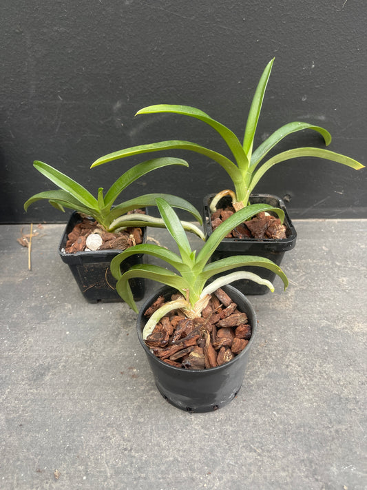 Sarcohilus Tina x Amber