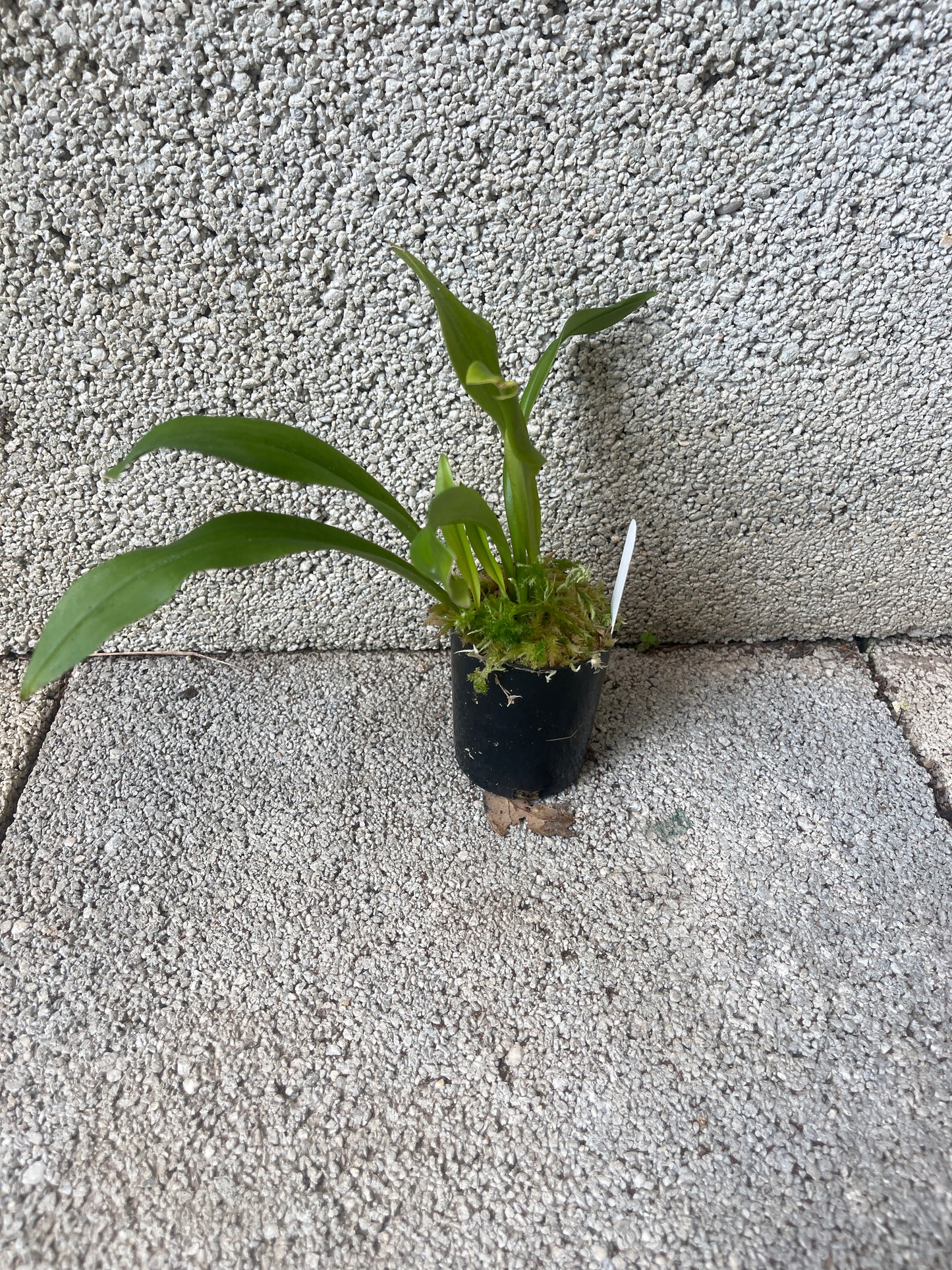 Dracula Black Magic 'Necromancer' plant showing compact upright pleated foliage in cultivation