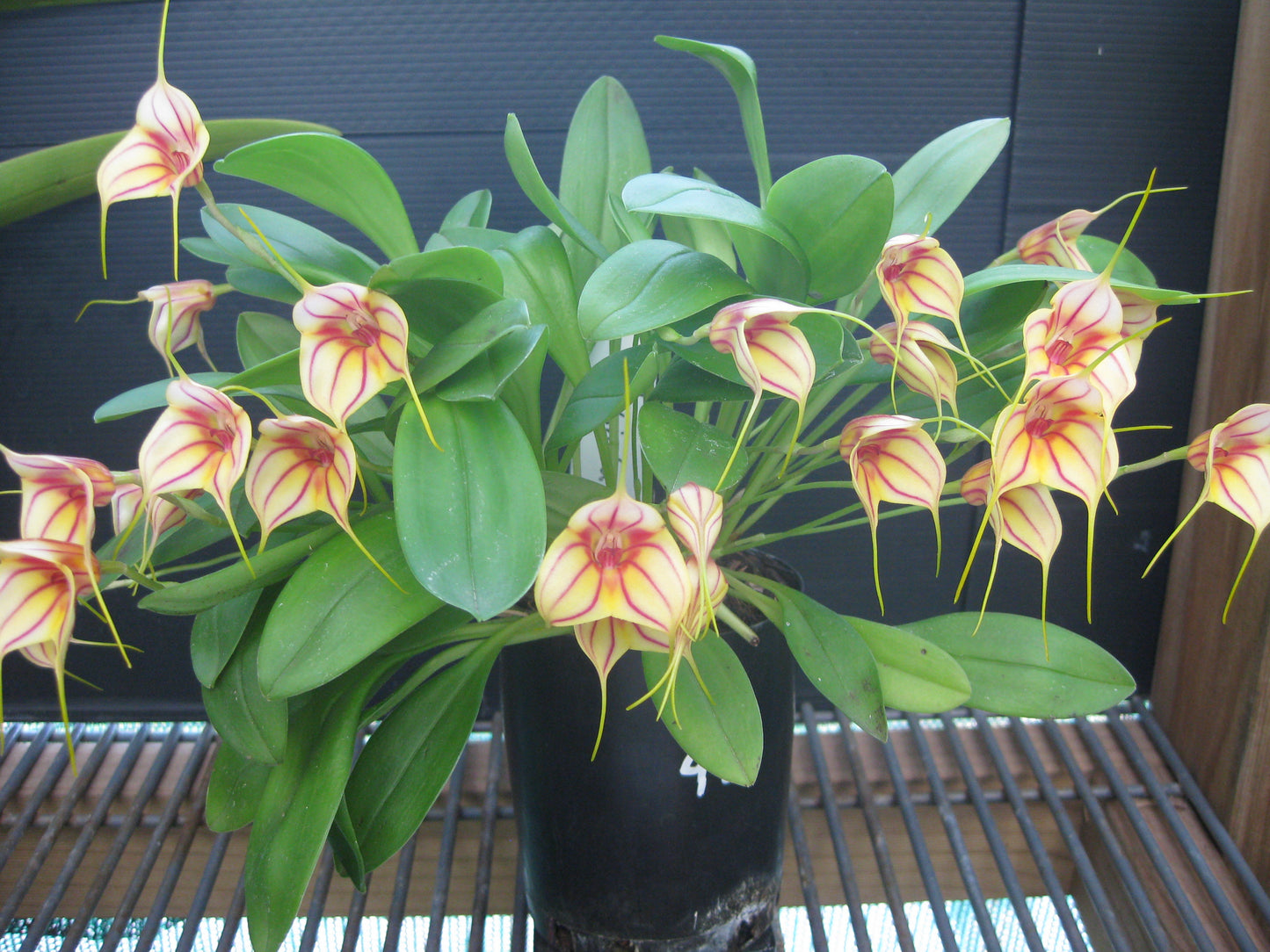 Masdevallia Pichincha 'Cape View' AM/AOC flower close-up showing cream-yellow ground with fine magenta-red pinstripe veining
