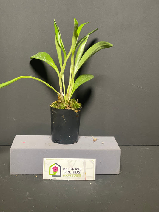 Masdevallia Partizan 'Cinnamon Stripes' HCC/AOC plant showing compact upright foliage in cultivation
