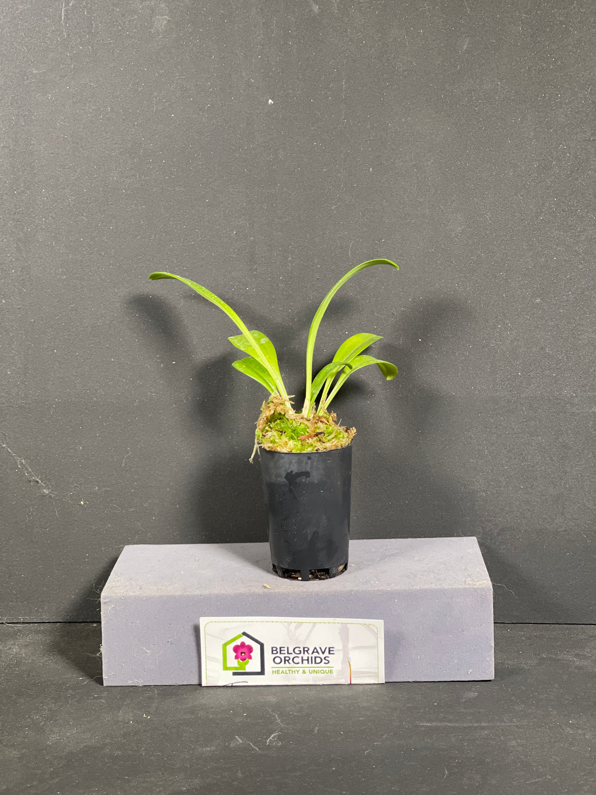 Masdevallia huebschiana 'Confetti'