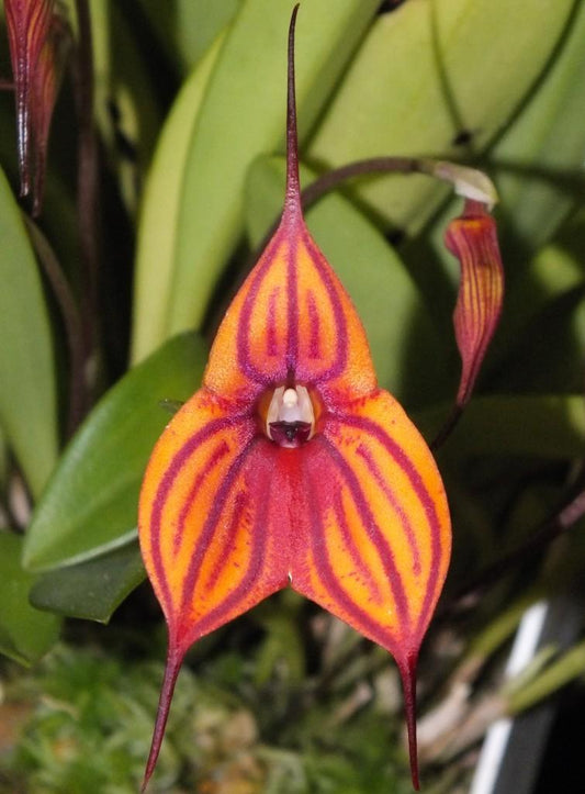 Masdevallia Veitch's Candy Cane 'Super Striper' close-up of the triangular flower in bright orange and red, featuring bold longitudinal stripes and long tails.