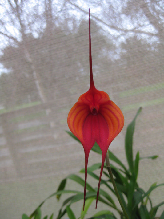 Masdevallia Cha Cha Cha 'Foxy Lady'