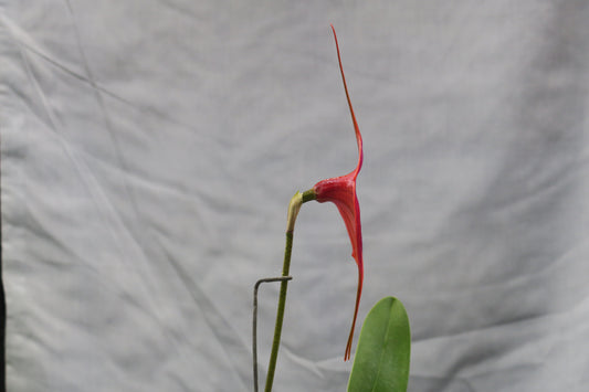 Masdevallia Clarendon Glory 'Jackson' AM/AOC