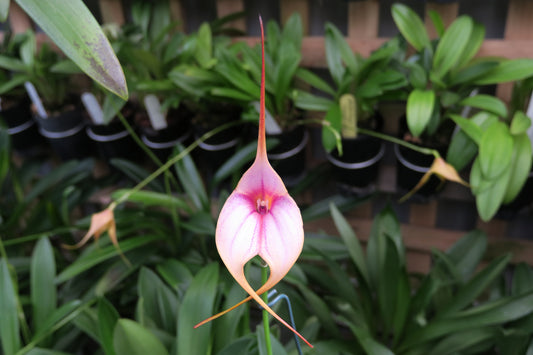 Masdevallia Curacao ‘Golden Crown’ entire plant, clump-forming habit in a pot.