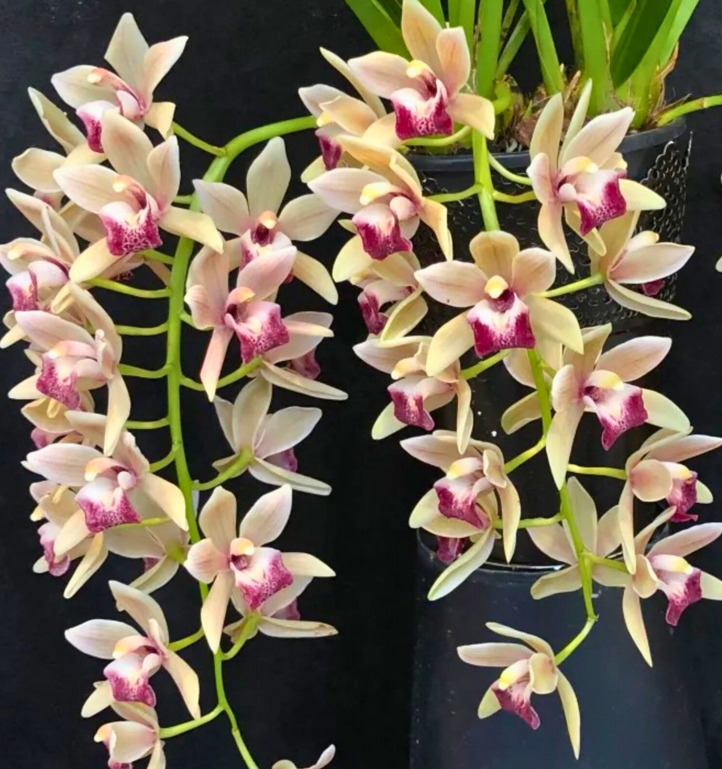 Cymbidium Mary Green ‘Lipstick’ flowers, creamy apricot petals and sepals with a bold, dark ruby-red lip and white throat.