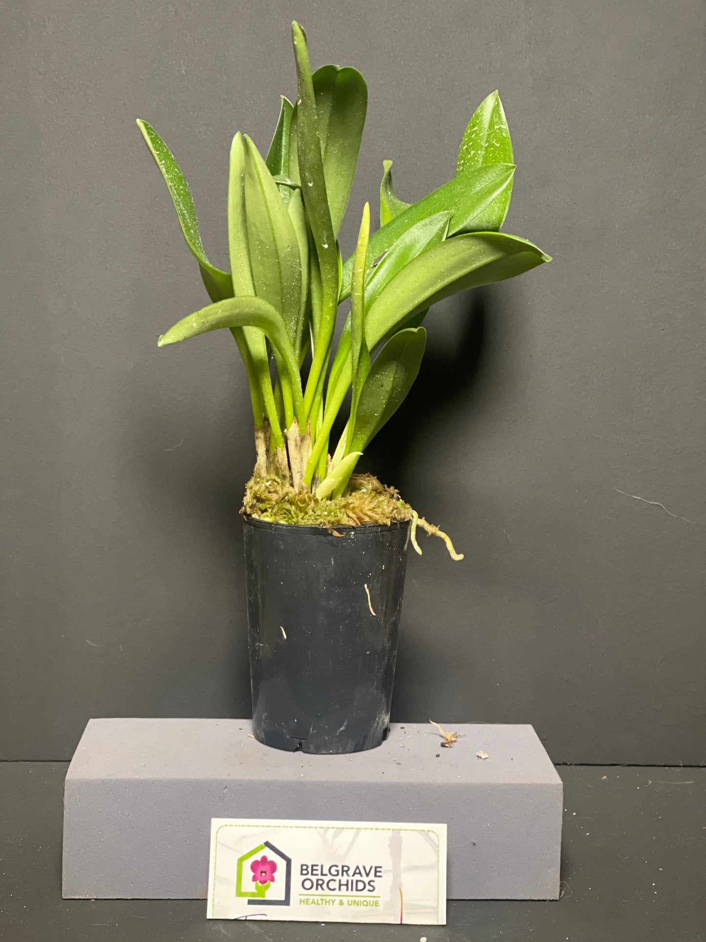 Masdevallia King of Kings 'Carry the Crown' AM/AOC plant showing compact upright foliage in cultivation