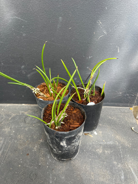 Dendrobium strialatum (Tassie east coast)