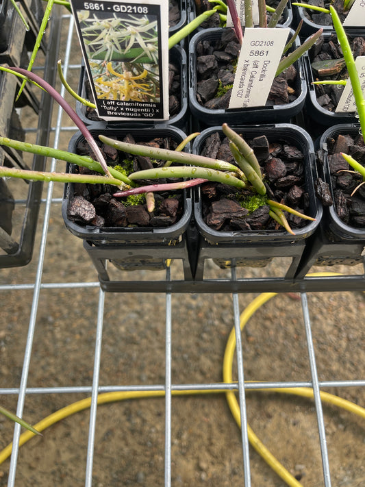 Dendrobium (sp. aff. calamiformis 'Tully' × nugentii) × brevicauda 'GD' (Syn. Dockrillia) seedling in nursery pot