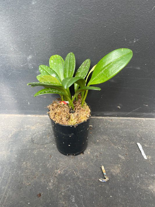 Masdevallia Mary Staal x caudata orchid plant.