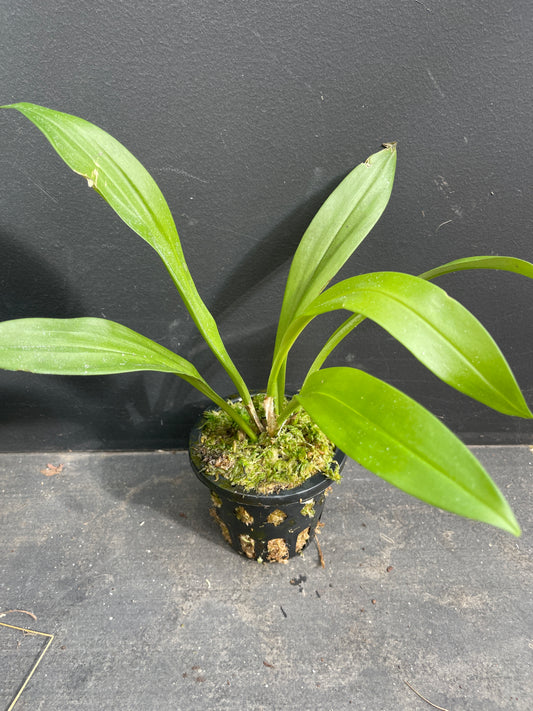 Small potted plant with green leaves on a dark surface