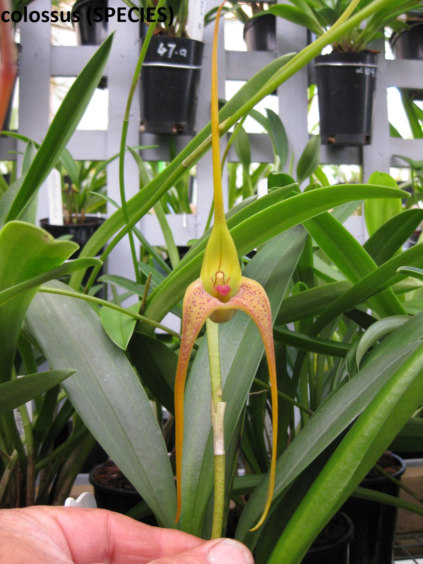 Masdevallia colossus (species)