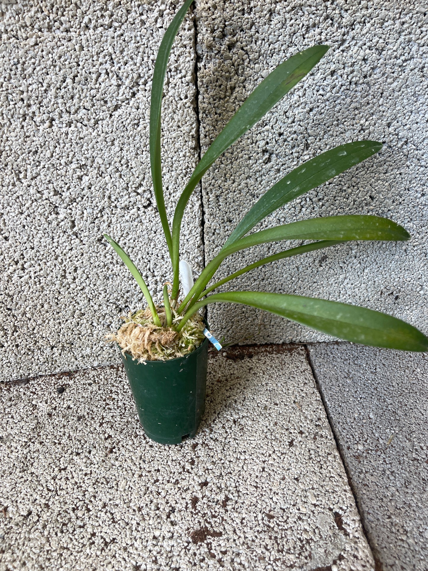 Masdevallia (Latin Sun × Midas Touch) ‘Val’