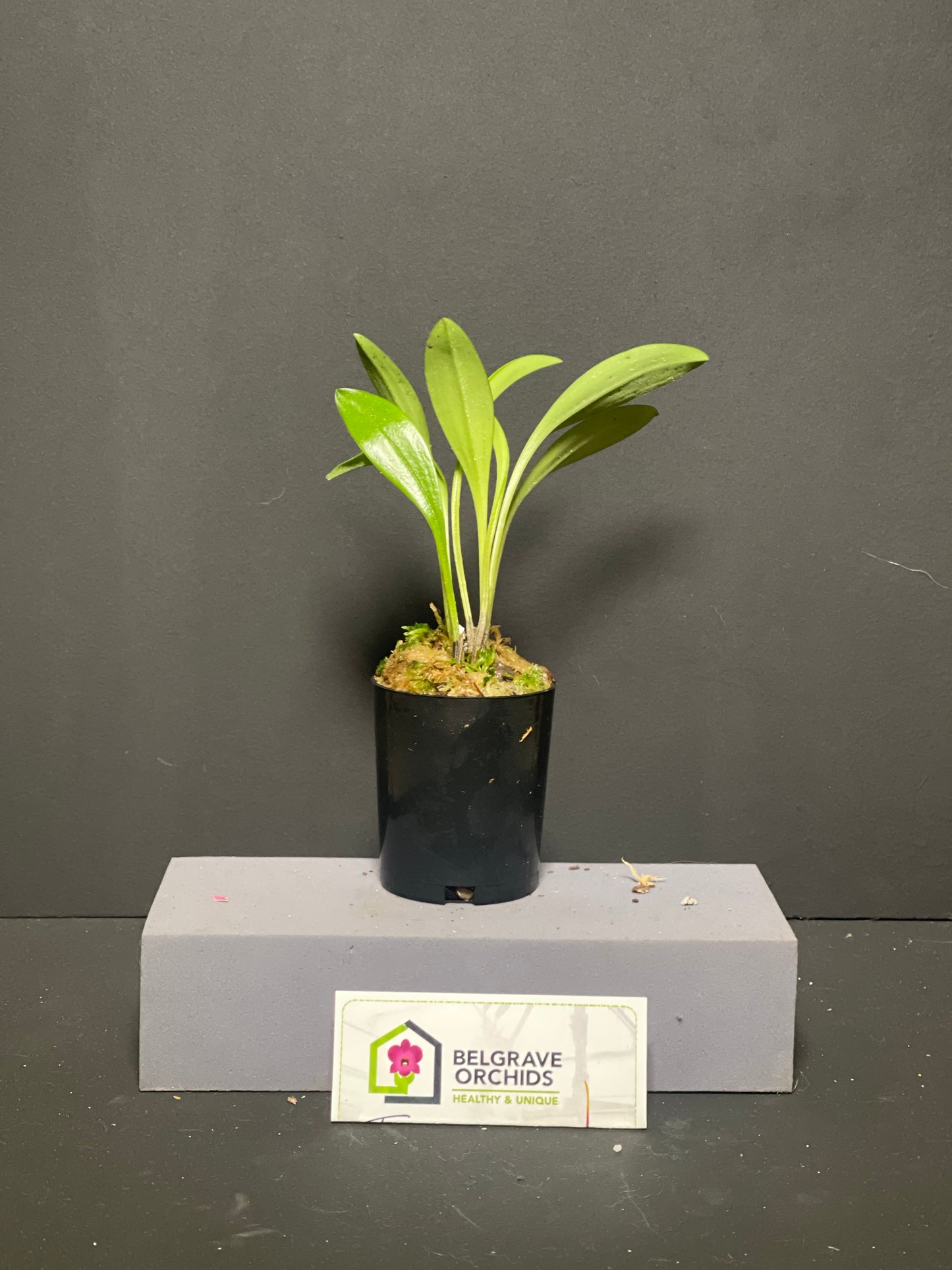 Masdevallia Harlequin 'Beenak' × datura plant showing compact upright foliage in cultivation