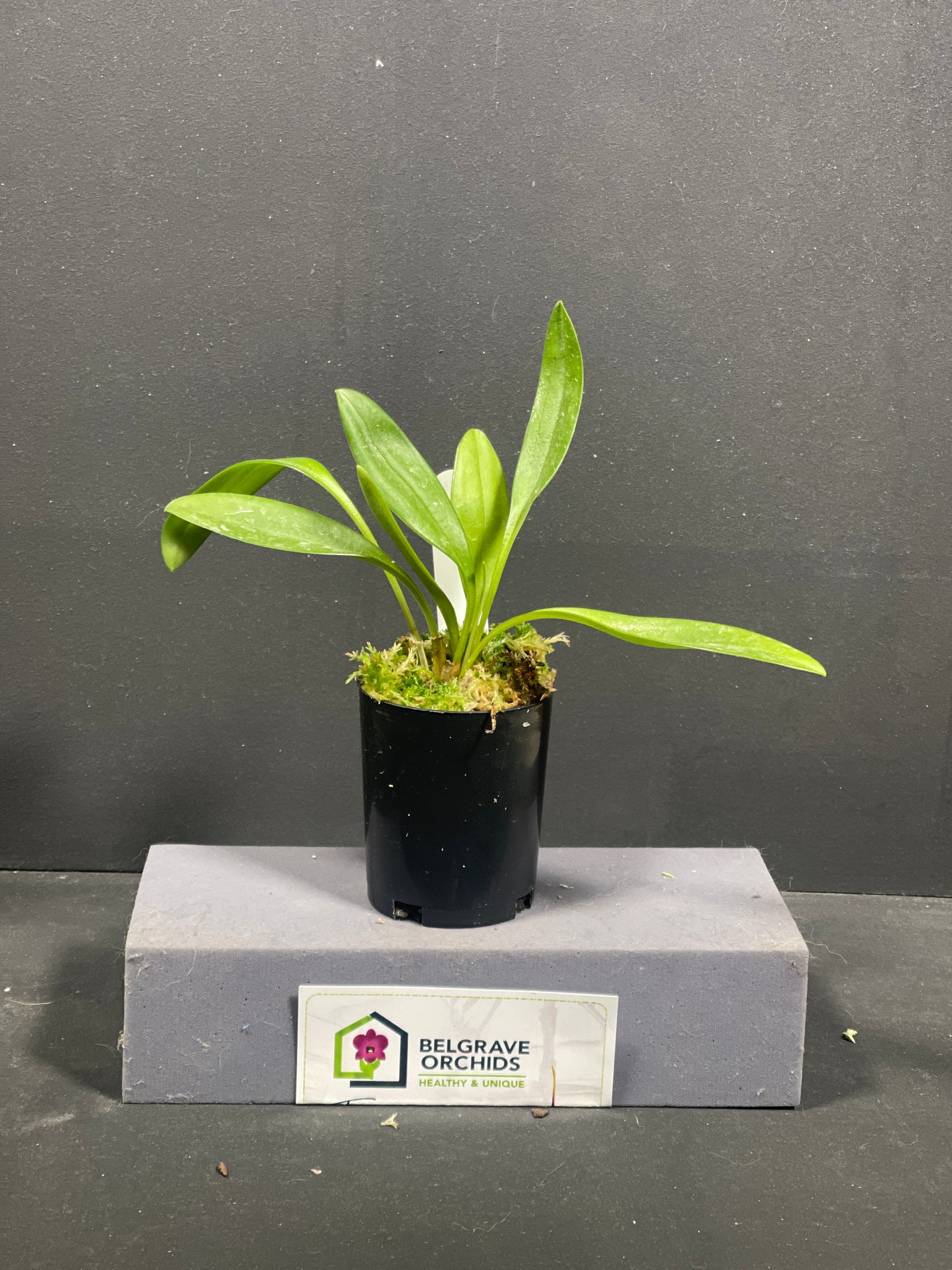 Masdevallia Charisma 'Phil'