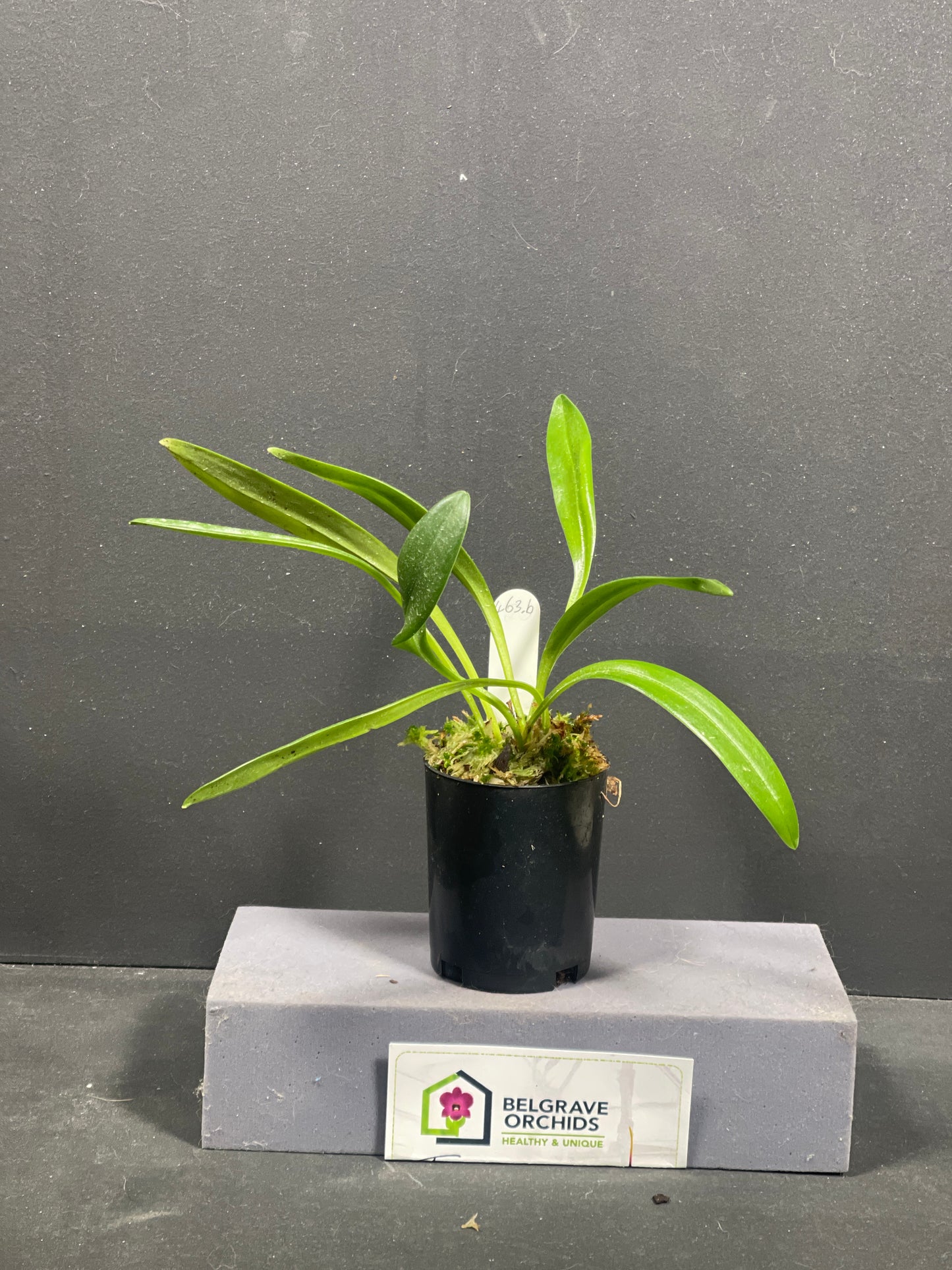 Masdevallia Falcata 'Gold Digger' × Pichincha 'Cape View'