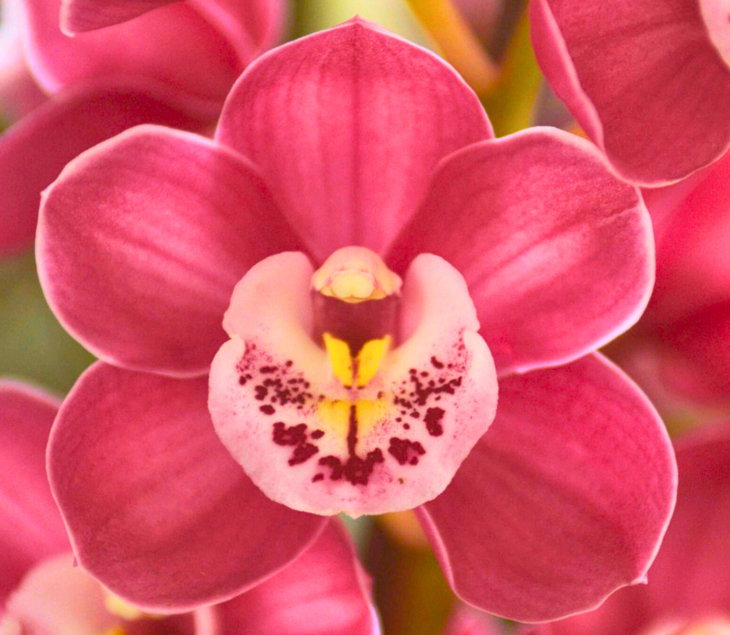 Cymbidium Templestowe's Charm 'Julie' close-up of the deep rose-pink flower with a pale lip heavily marked by distinct dark spots.