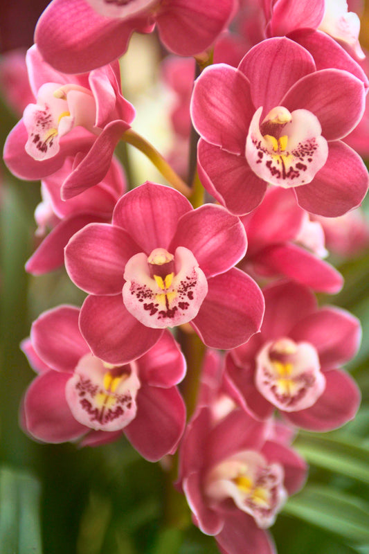Cymbidium Templestowe's Charm 'Julie' close-up of the deep rose-pink flower with a pale lip heavily marked by distinct dark spots.