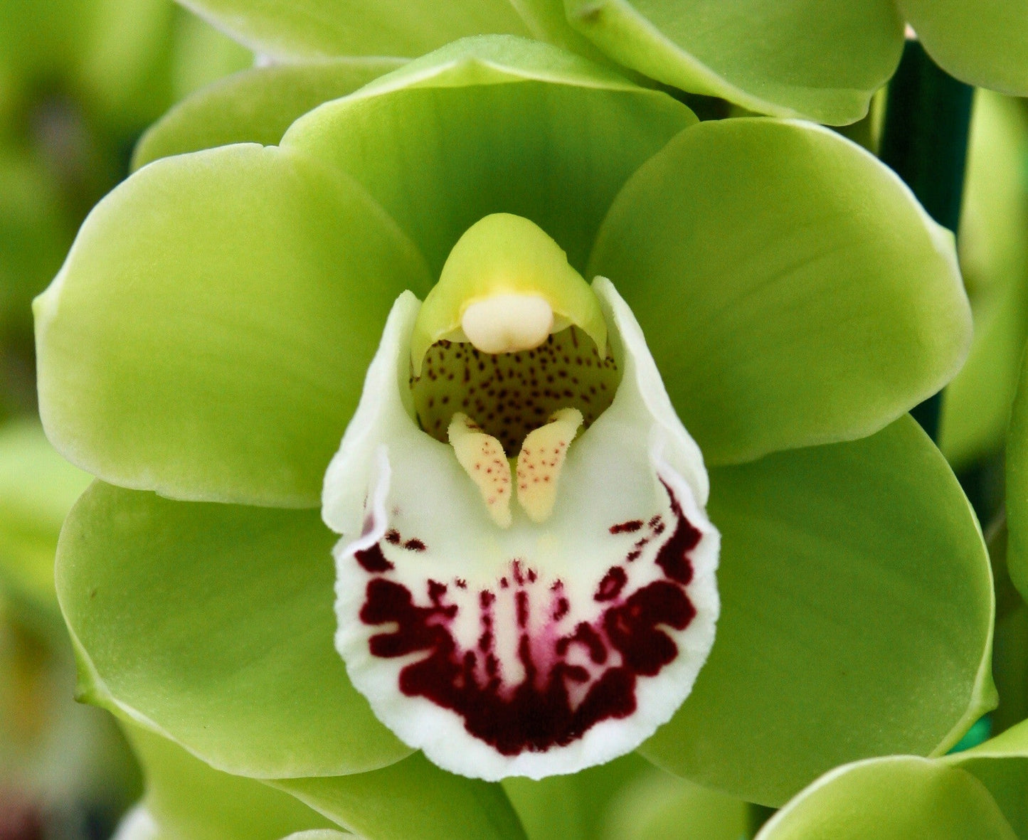 Cymbidium Templestowe Opal 'Tiny' close-up of the bright green petals and sepals, highlighting the white lip with a bold, deep-red blotch.