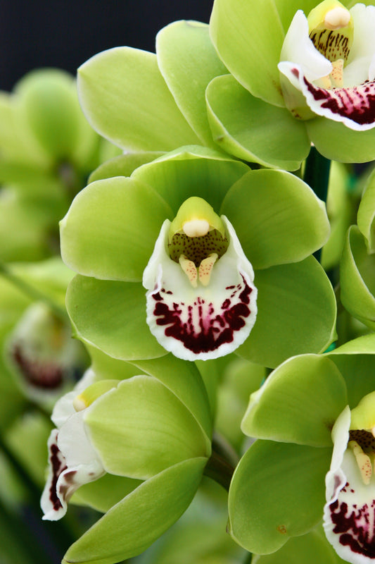 Cymbidium Templestowe Opal 'Tiny' close-up of the bright green petals and sepals, highlighting the white lip with a bold, deep-red blotch.