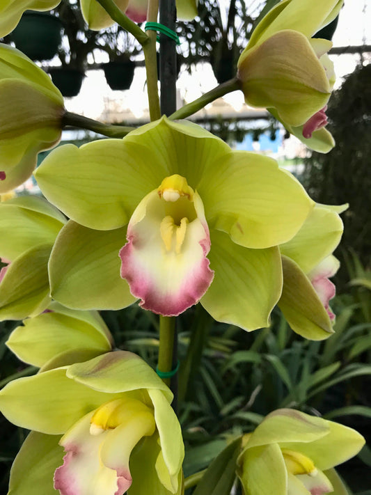 Cymbidium Valley Zenith 'Pastel Lip' close-up of the elegant lime-green flower and white lip with a wide, soft pastel magenta border.