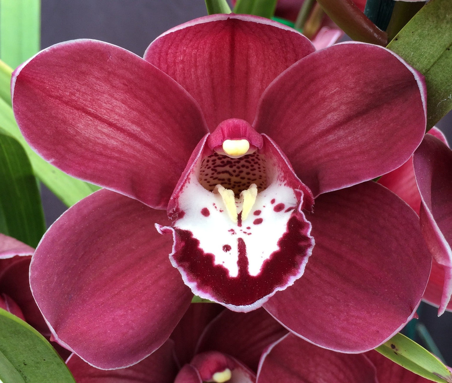 Dark Plum Purple Cymbidium