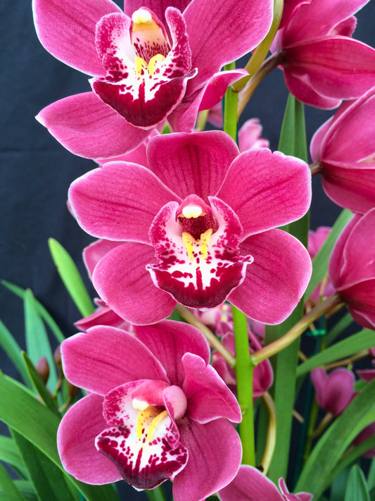 Cymbidium Jessie Blaze 'Pink Beauty' close-up of the vibrant magenta-pink flowers and white lip with bold, deep-red markings.