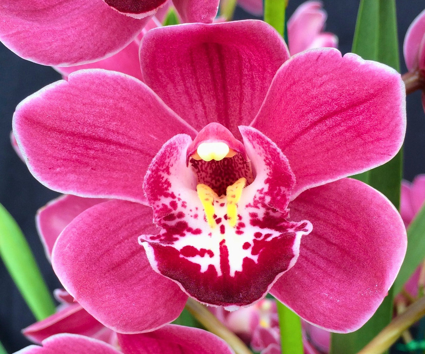 Cymbidium Jessie Blaze 'Pink Beauty' close-up of the vibrant magenta-pink flowers and white lip with bold, deep-red markings.