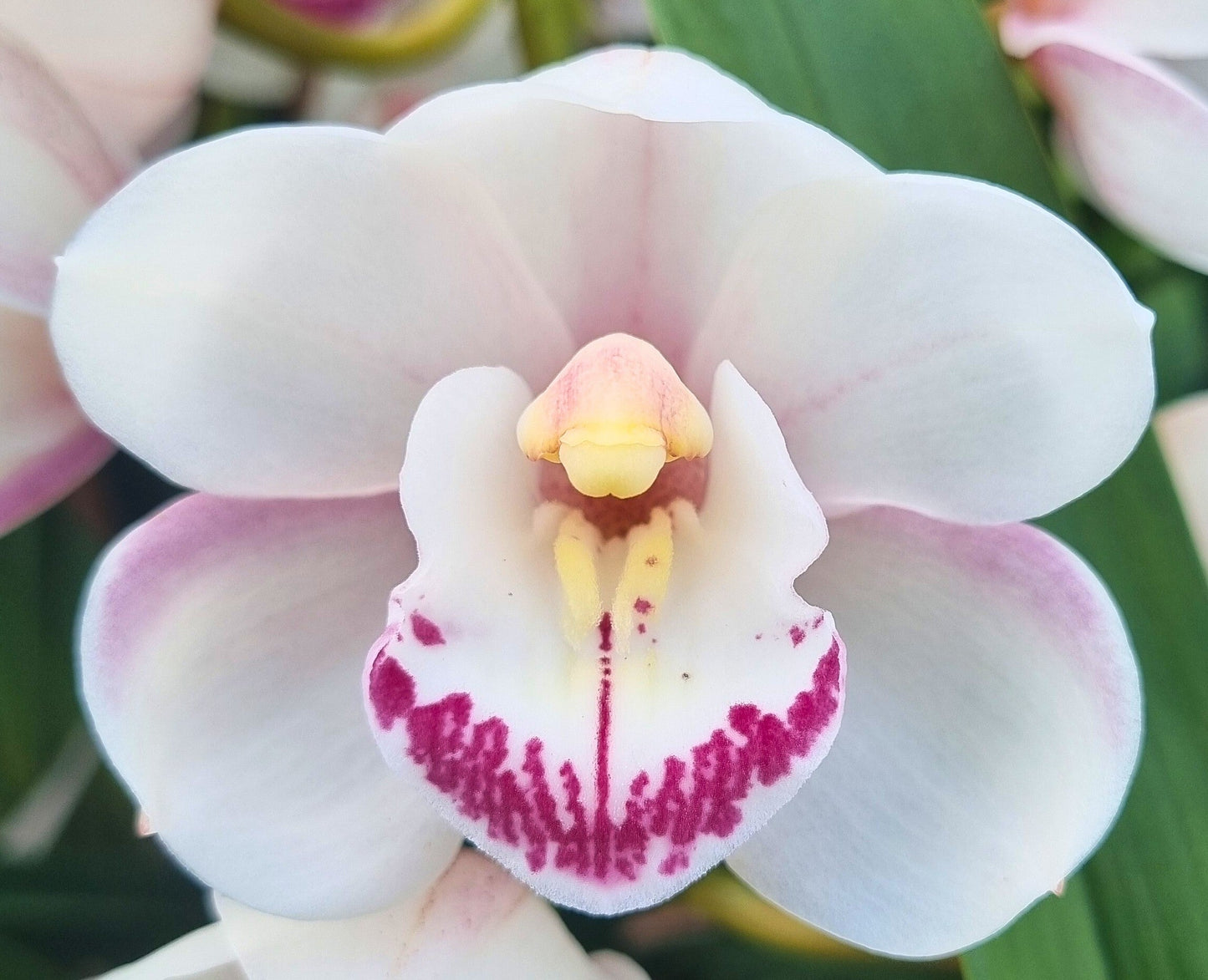 Light pink cymbidium