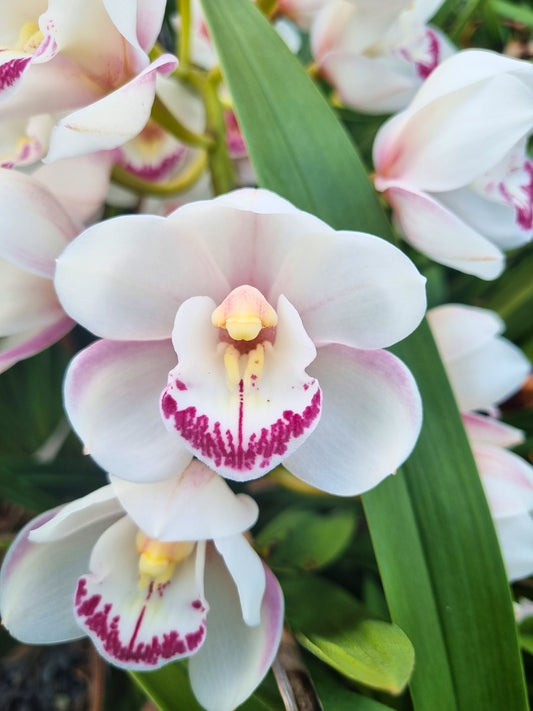 Cymbidium Pure Khan 'Devon' close-up of the pristine white standard flower with soft pink blush and a white lip boldly marked with vibrant magenta-pink.