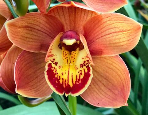Copper Orange Cymbidium