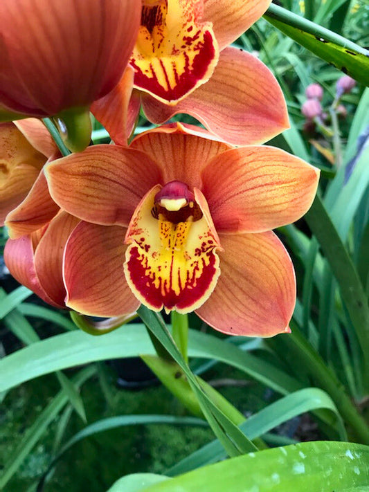 Copper Orange Cymbidium