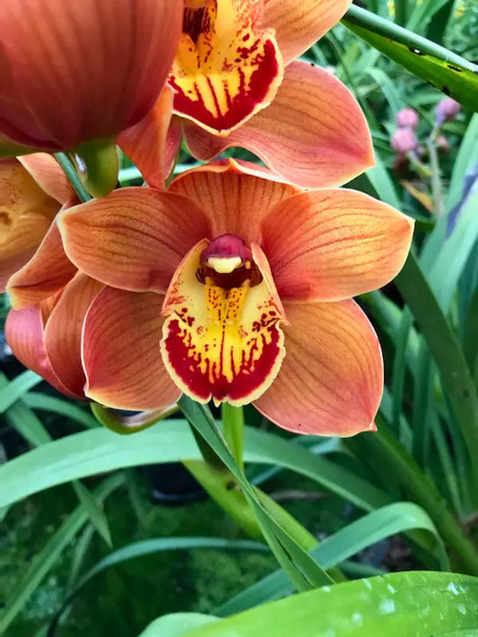 Copper Orange Cymbidium