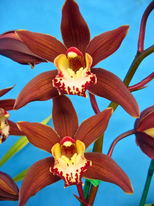 Cymbidium Brunette ‘Chocolate Spice’ flower close-up, chocolate brown segments with red striping and a white/yellow lip marked with deep red.