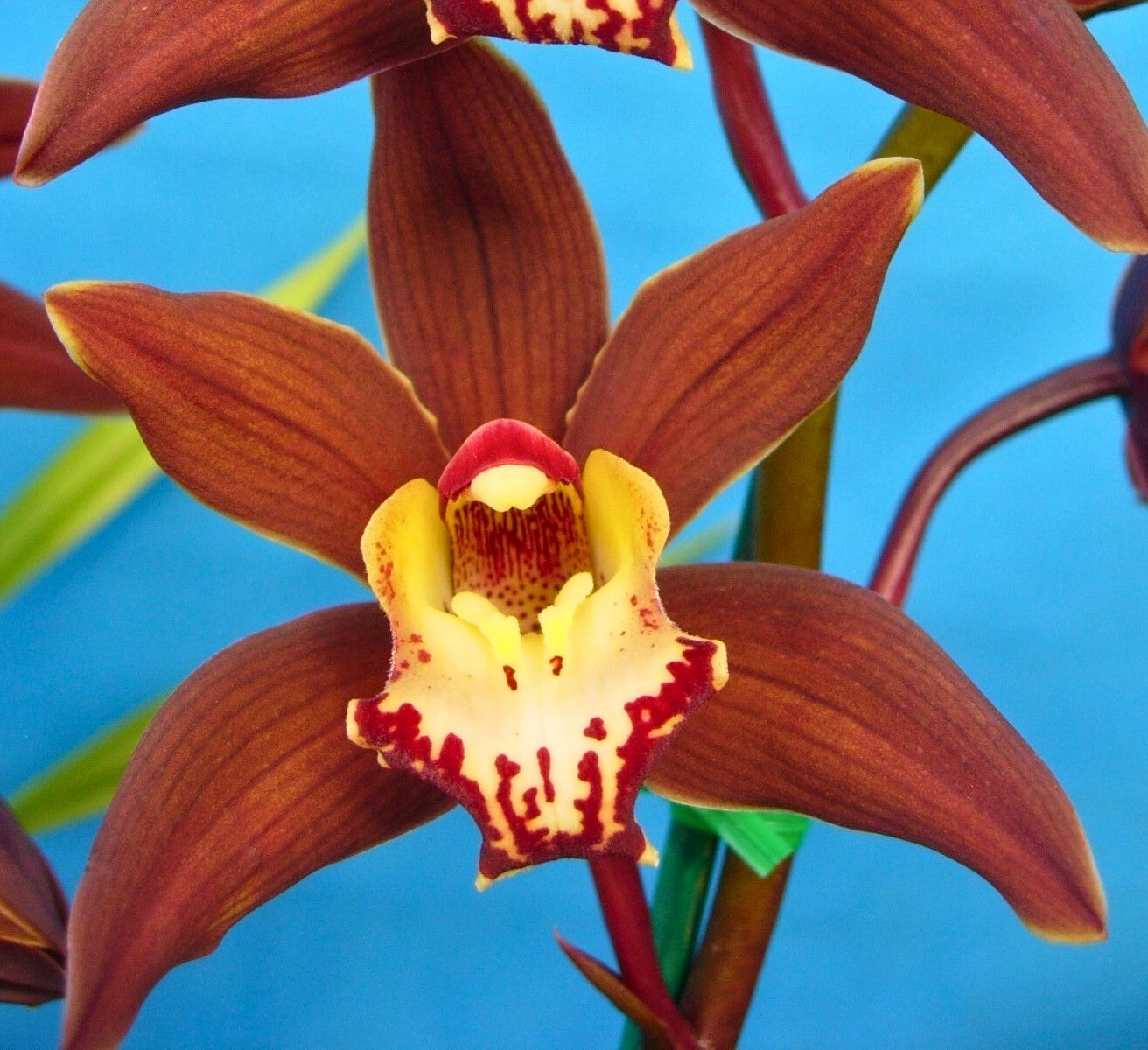 Cymbidium Brunette ‘Chocolate Spice’ flower close-up, chocolate brown segments with red striping and a white/yellow lip marked with deep red.